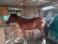 Mare, Horses — photo 3