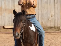 Horse (M), Pinto horses — photo 7