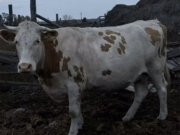 गाय, Simmental cattle