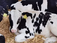 Rinder (Partie, Geschlecht nicht angegeben), Simmental cattle — Foto 5