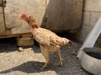 دجاج شمو — الصورة 8