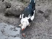 Ducks — Foto 4