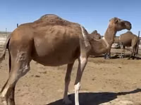 Camels (batch, sex not specified), Anafi camel — photo 5