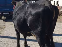 Cow, Cattle — photo 4