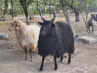 Schaf, Racka sheep — Foto 3