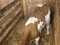 Cow, British White Cow — photo 5
