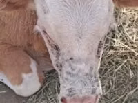 Bulle, Simmental cattle — Foto 1