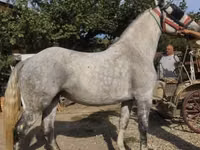 घोड़ी, Andalusian horse — फ़ोटो 2