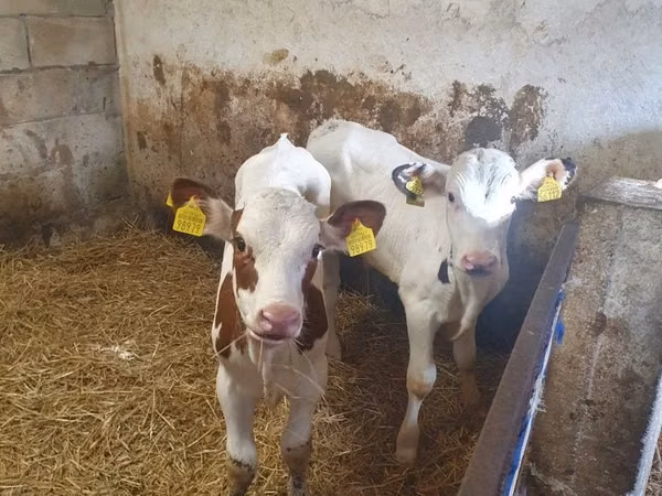 Bulle, Simmental cattle