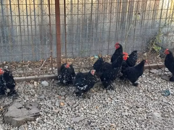 Bantam Pekín