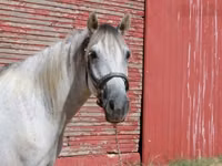 Horse (M), Tennessee Walking Horse — photo 4