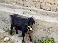 Cabra, Cabras — foto 3