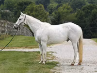 حصان, National Show Horse — الصورة 2