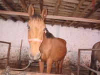 Horse (M), Manipuri pony — photo 1