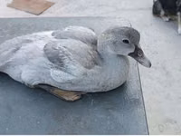 Ducks — photo 7