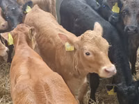 أبقار (دفعة، الجنس غير محدد), Simmental cattle — الصورة 8