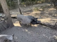 Boar — photo 4