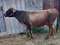 गाय, Russian Black pied cattle — फ़ोटो 6