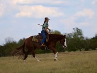 Caballo, Quarter Horse — foto 6