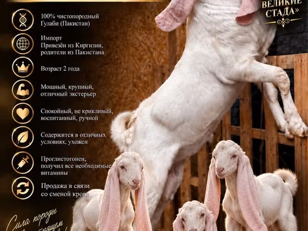 Козёл, Гулаби коза