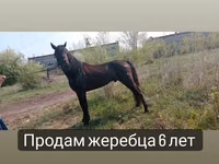 Caballo, Altai horse — foto 7