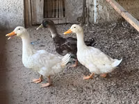 Ducks — الصورة 1
