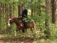 Horse (M), Pinto horses — photo 3