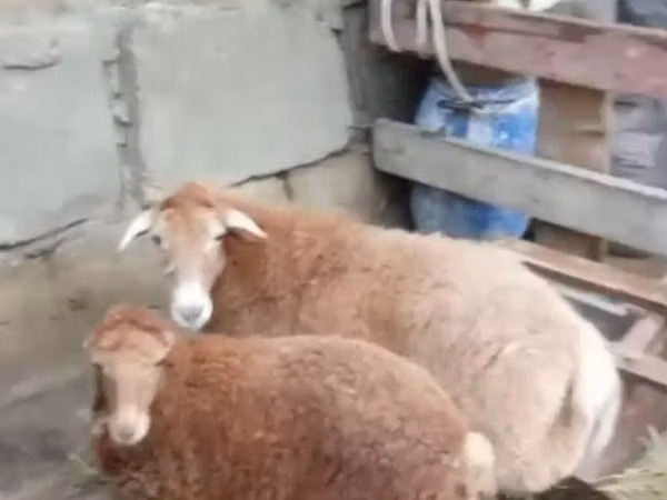 भेड़, भेड़