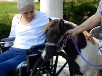 Mare, Miniature horse — photo 7
