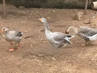 تشاينيز — الصورة 1