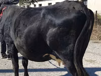 Cow, Cattle — photo 6
