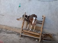 Ziegenbock, Toggenburg goat — Foto 7