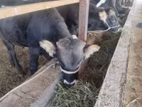 Toro, Ganado vacuno — foto 1