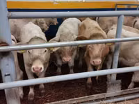 Bovinos (lote, sexo no especificado), Charolais cattle — foto 2