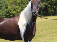 حصان, Tennessee Walking Horse — الصورة 7
