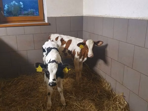 Bulle, Rinder