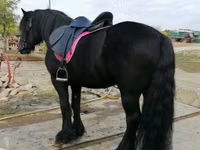 घोड़ा, Fell pony — फ़ोटो 6