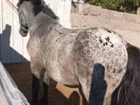 Caballo, Appaloosa — foto 2