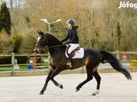 حصان, Belgian warmblood horse — الصورة 4