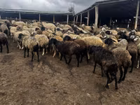 Sheep, Sheep — photo 1