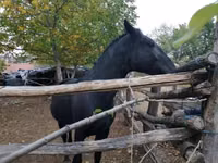 Mare, Nonius horse — photo 8