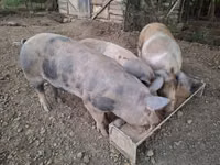 Eber, Schweine — Foto 1