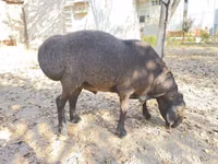 Carnero, Hissar sheep — foto 3