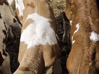 Bull, Simmental cattle — photo 5