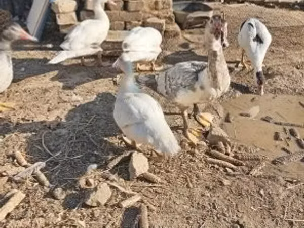 Ducks