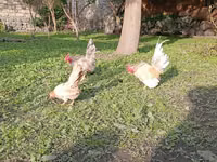 सेरामा — फ़ोटो 4
