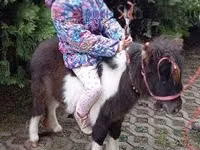 Конь, Фалабелла — фото 1