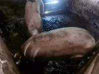 Boar, Pigs — photo 3
