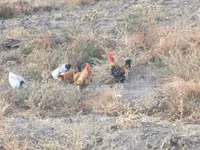 Chickens — الصورة 3