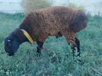 Widder, Qashqai sheep — Foto 1